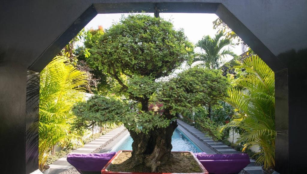 Bonsai Villas Семиняк Стая снимка